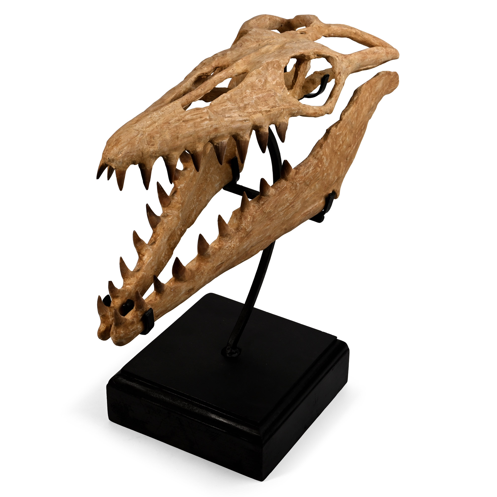 TimeLine Auctions Announces 2 December Sale Featuring Masterpieces of Ancient Art, Fossils and Natural History