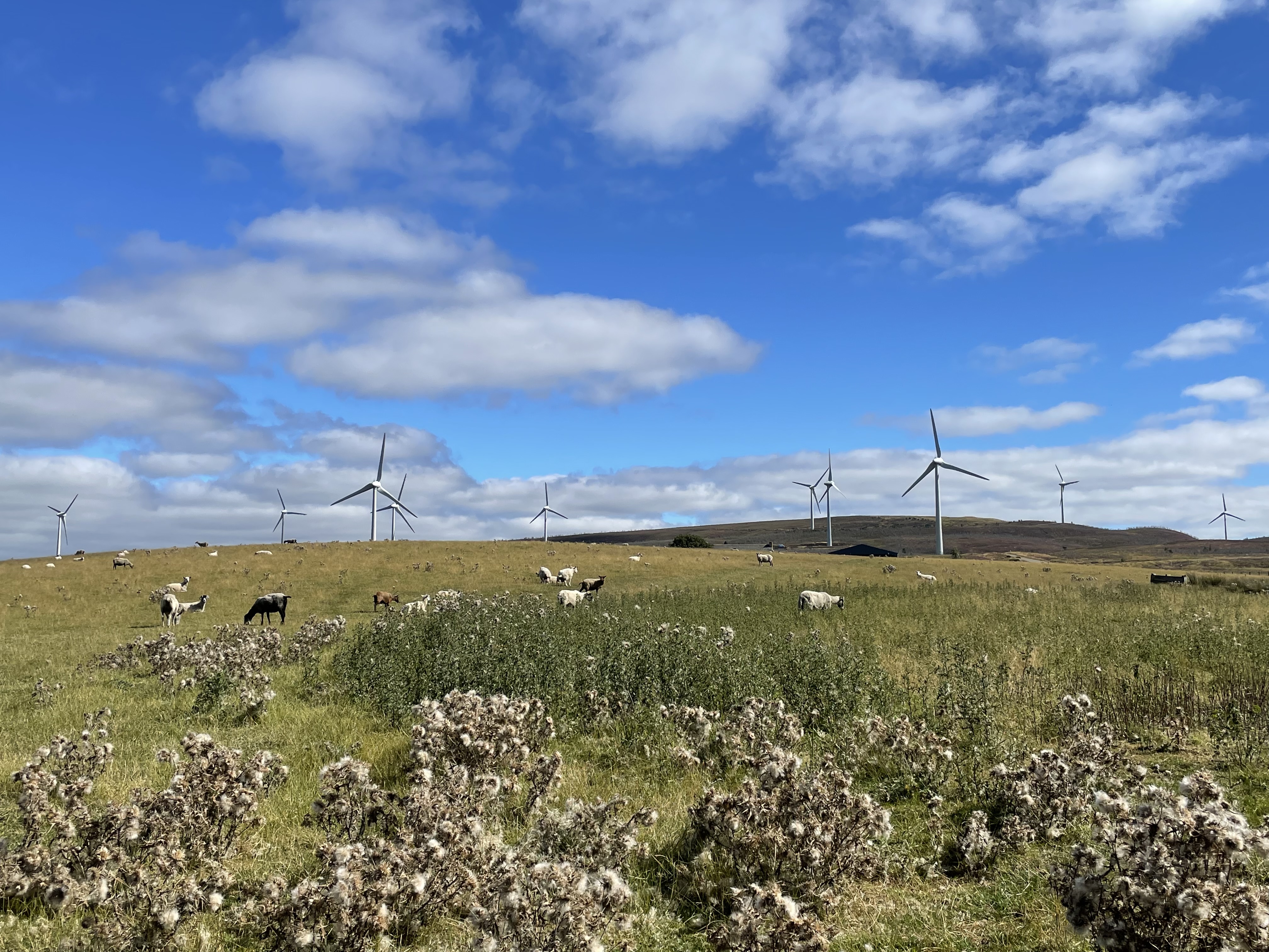 Photo of Berry Burn wind park 