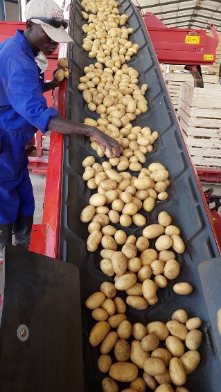 AgDevCo Successfully Exits Saise Farming Enterprises, Strengthening Zambia's Potato Industry Lusaka, Zambia