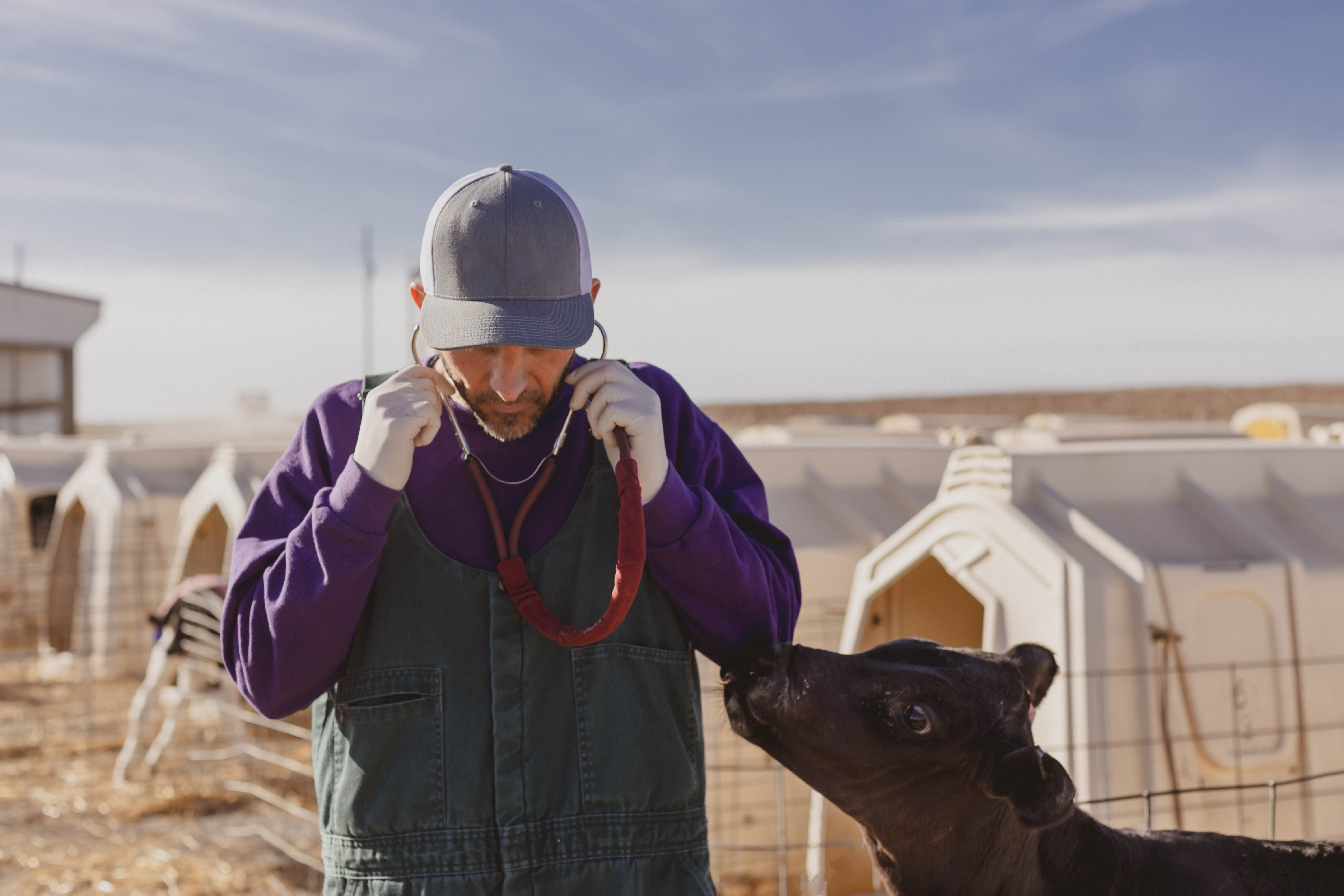 Livestock veterinarian image