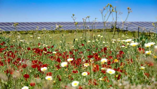 Biodiversity 2 - solar power