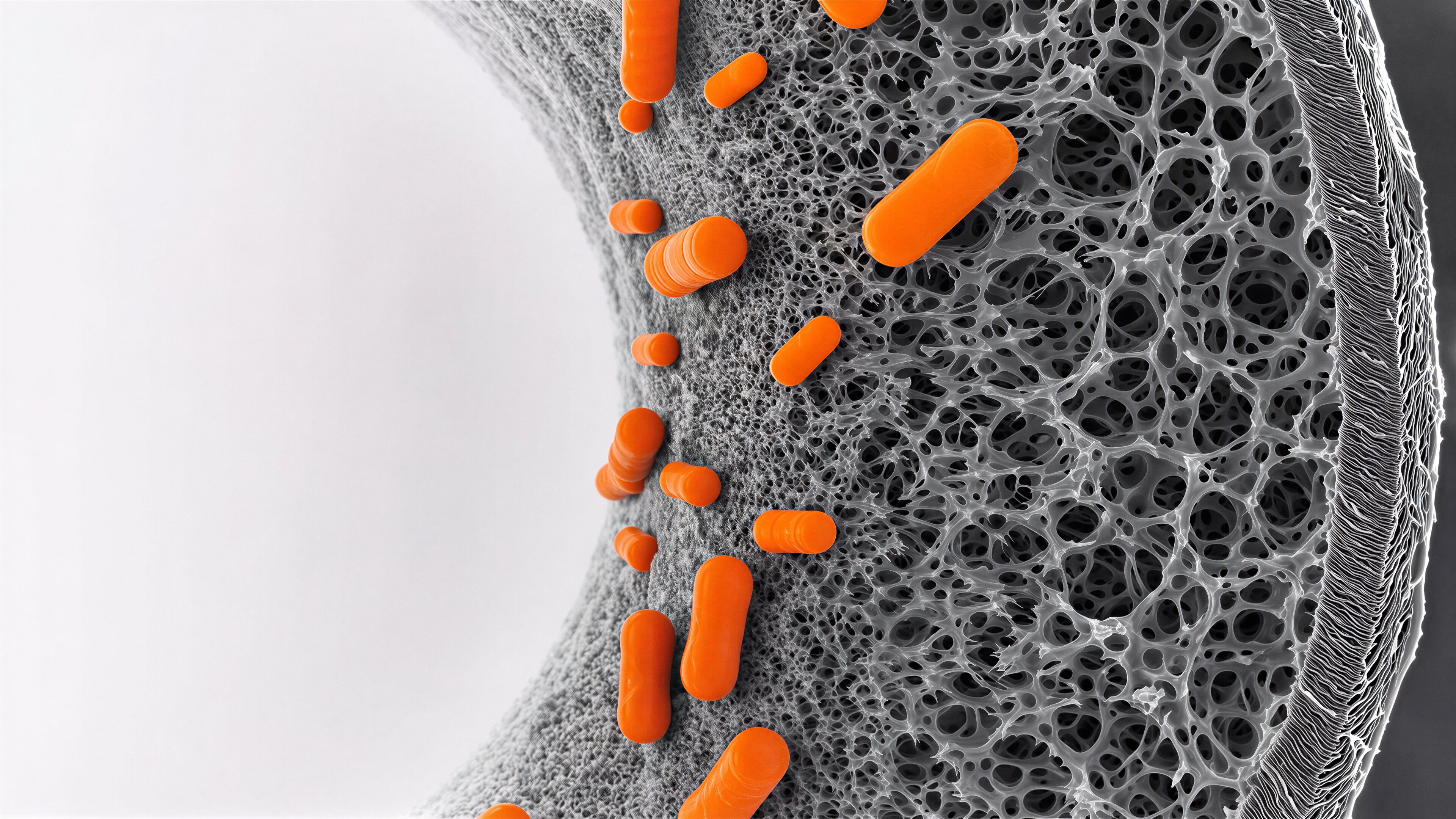 Bacteria Retained by the Membrane: Microscopic illustration of bacteria retained on the surface of an Aqua free hollow-fibre membrane.