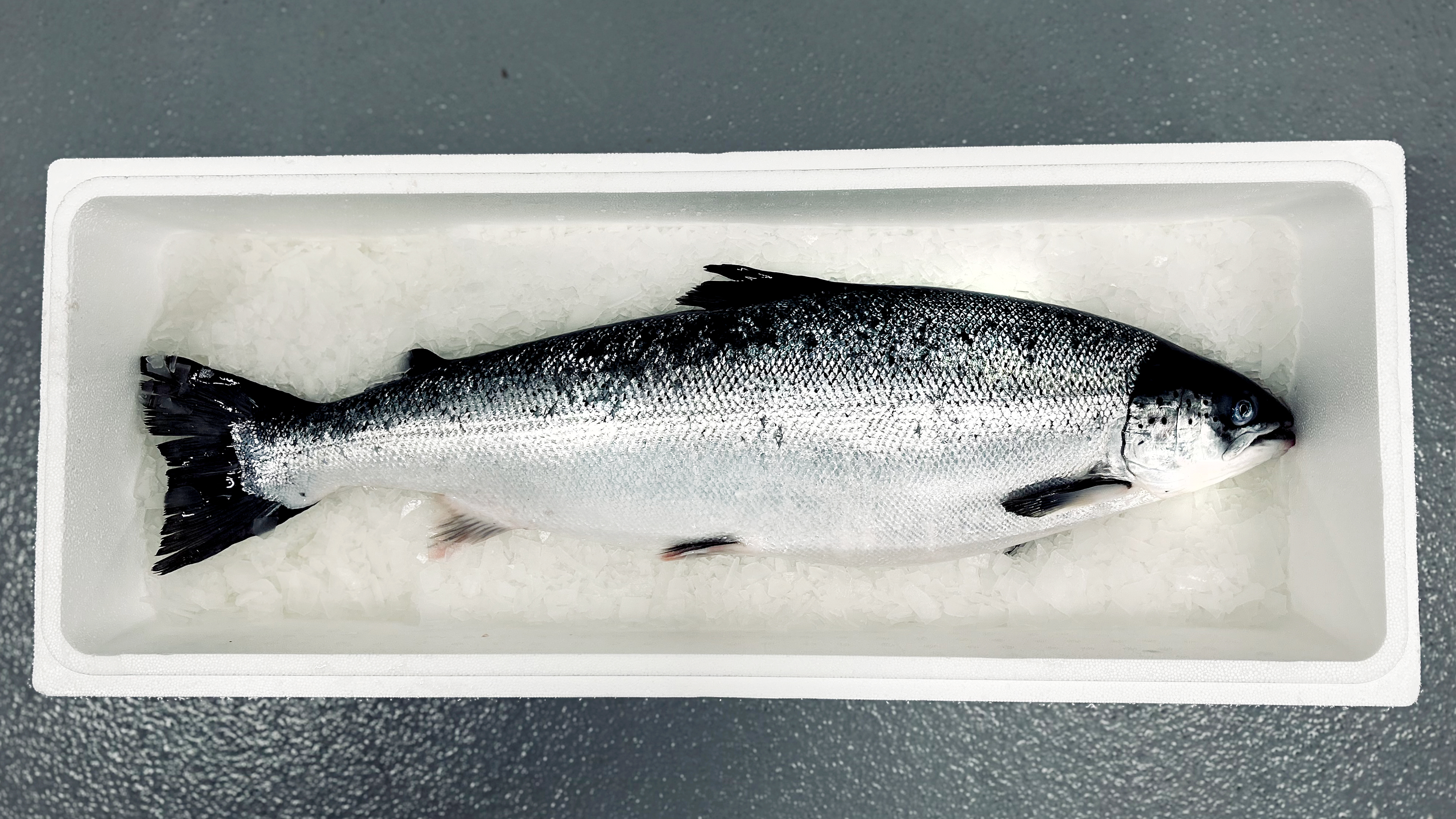 Harvested salmon