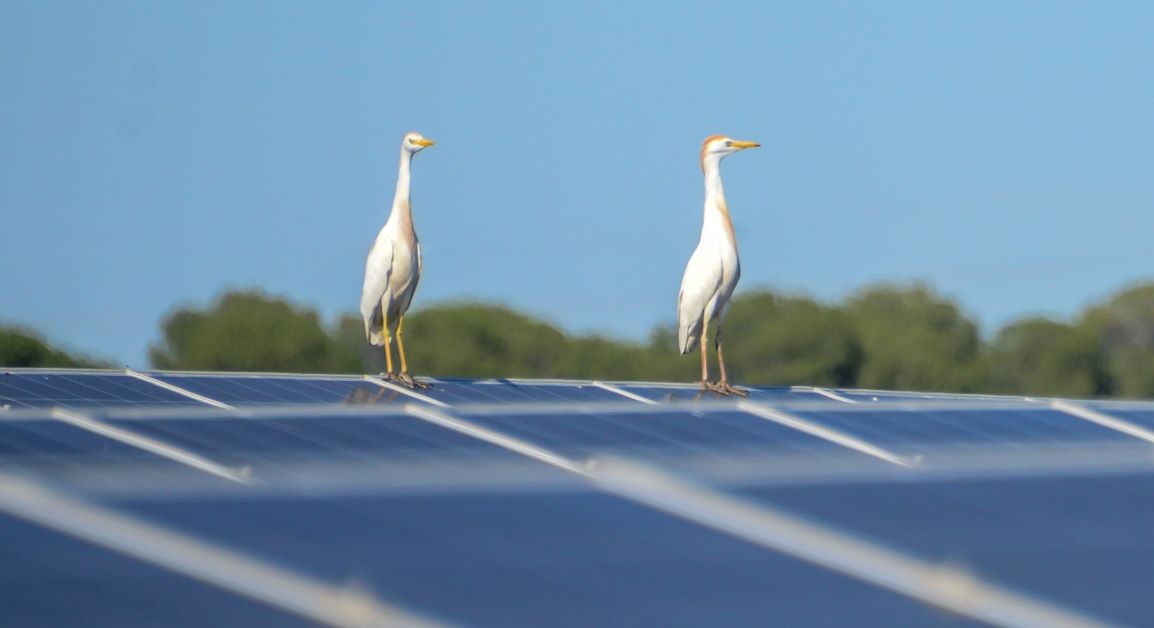 Biodiversity - solar power