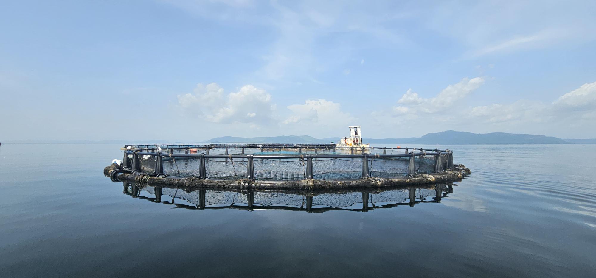 One of Tropo Farms' growout cages on Lake Volta, Ghana.