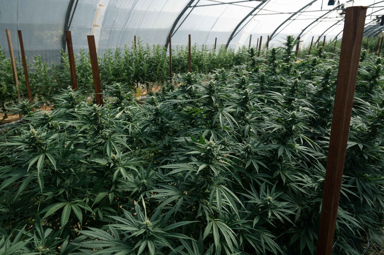 European greenhouse facilities supporting cannabis CBD production.