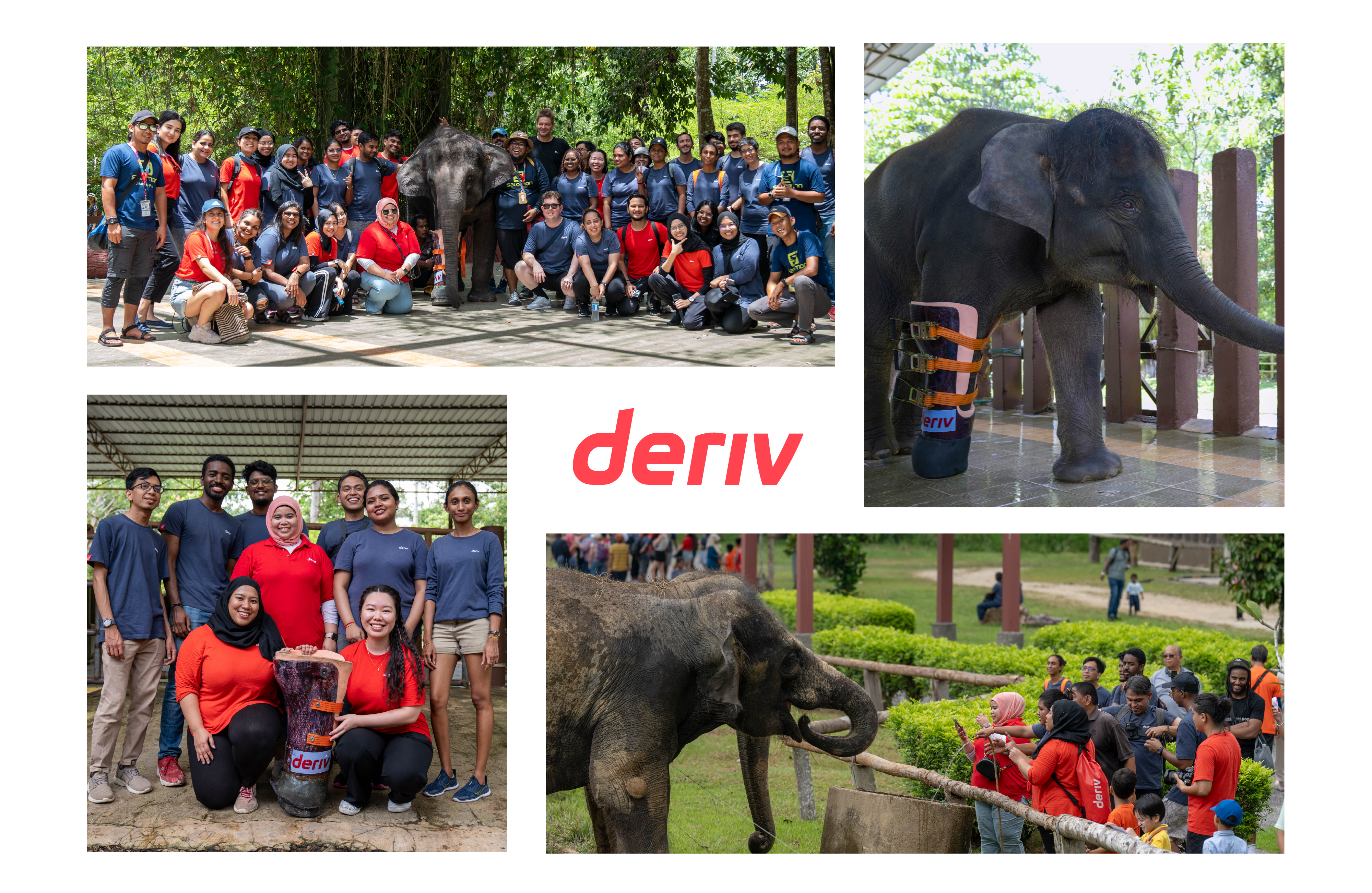 A equipa da  Deriv num santuário de elefantes com uma elefanta com uma prótese da marca Deriv.