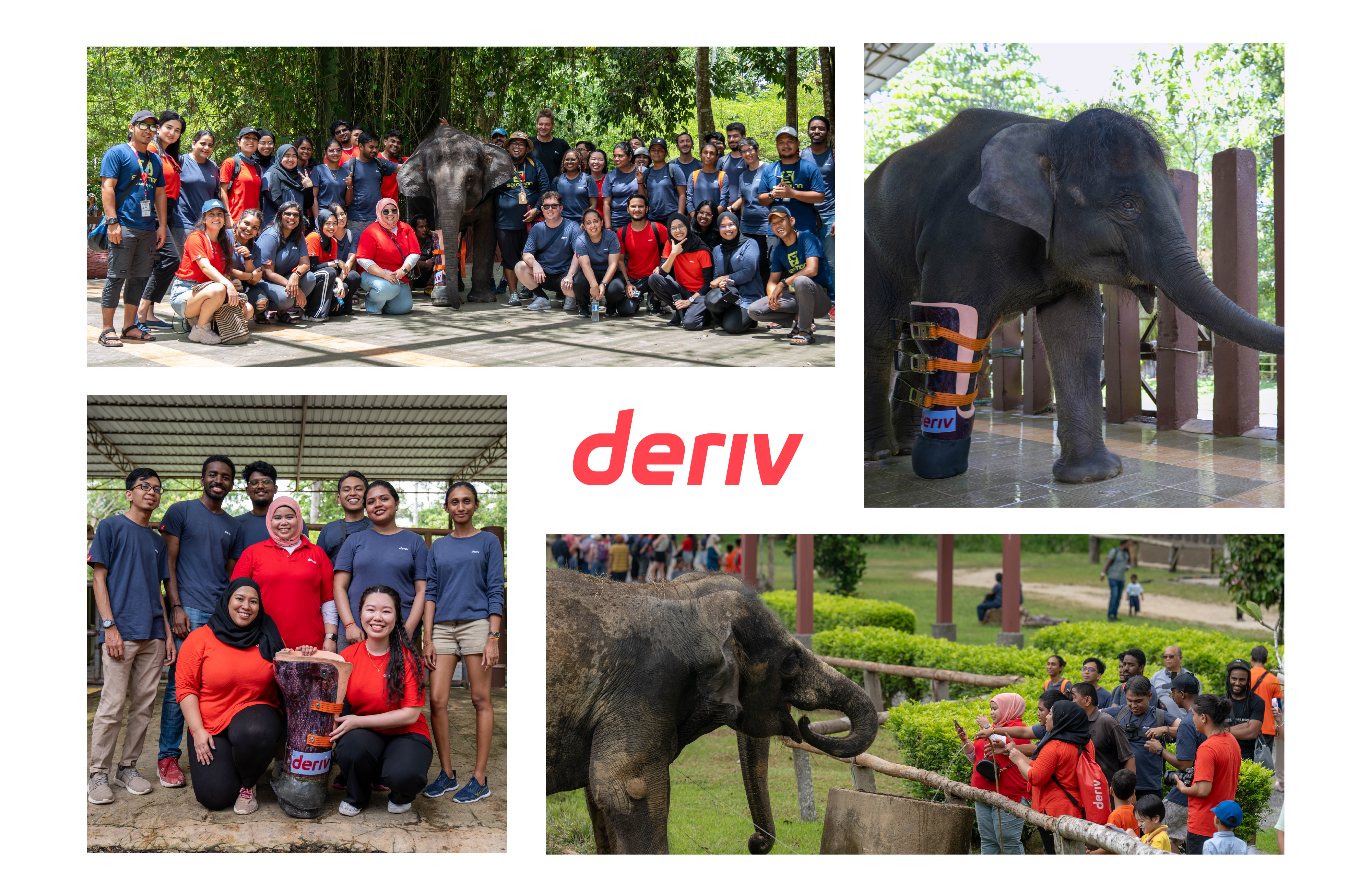 El equipo de Deriv en un santuario de elefantes con una elefanta que lleva una prótesis de Deriv. 