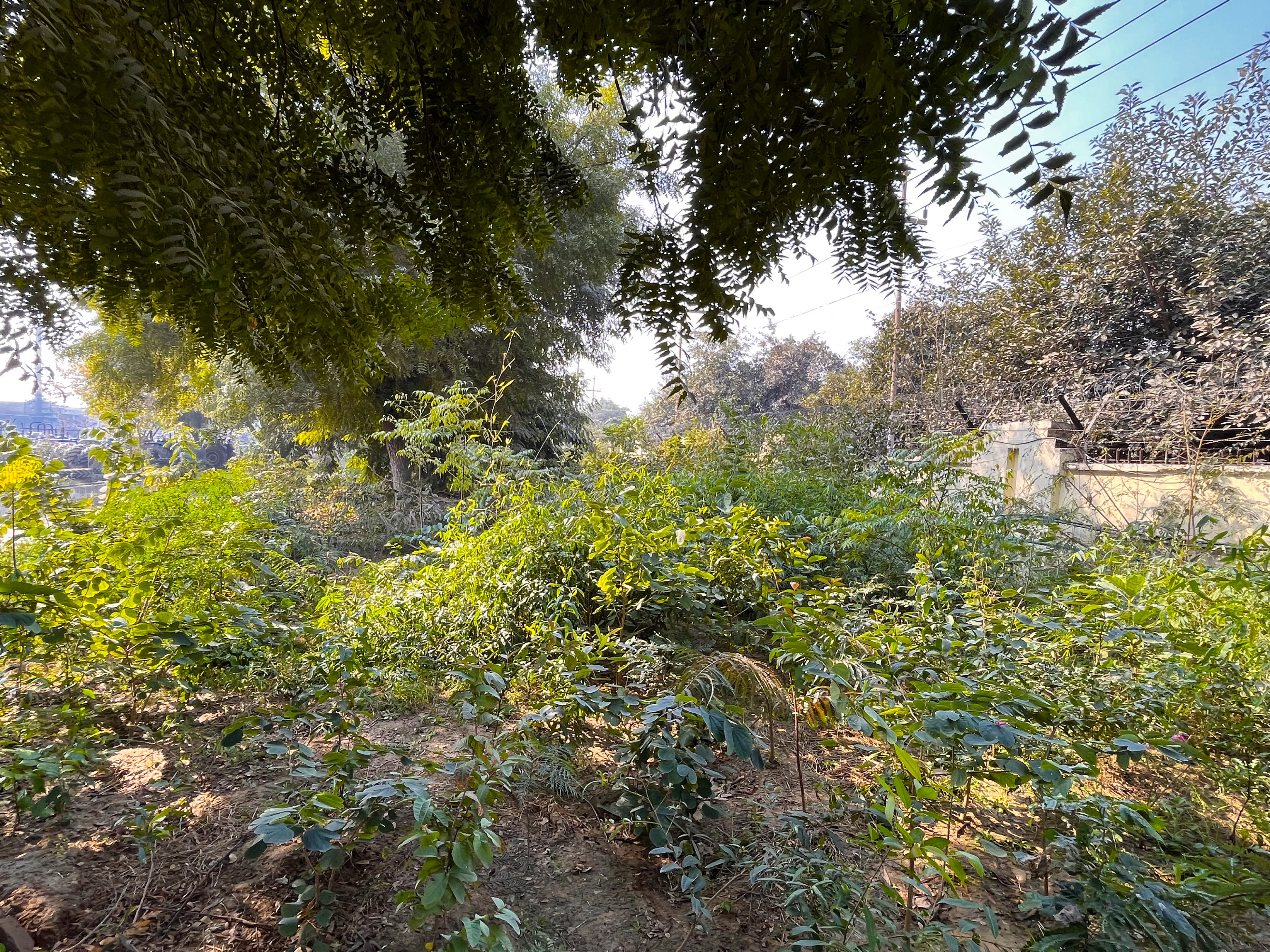 The Miyawaki Forest at Greater Noida plant