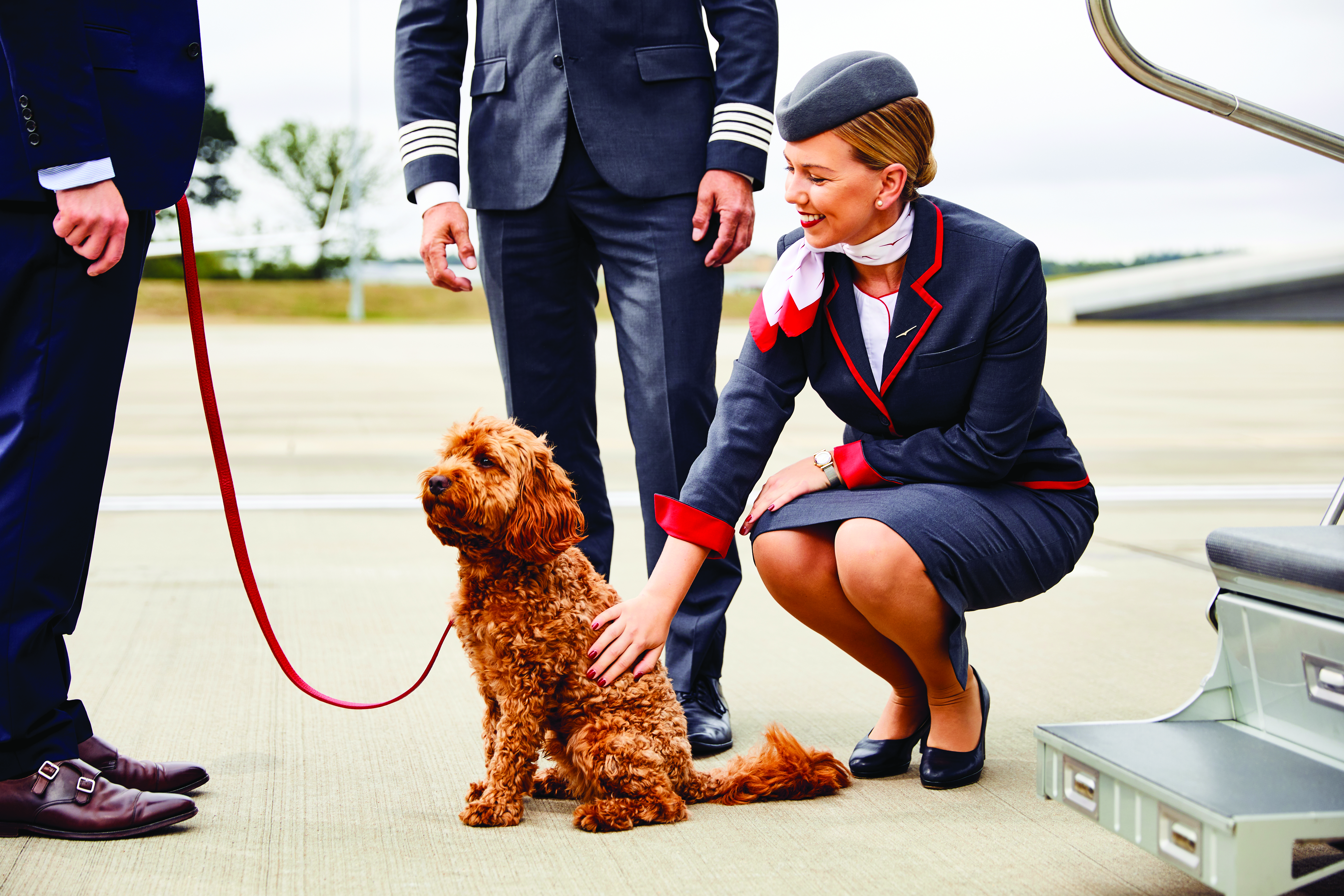 Exploring the Luxury Pet Travel Trend with K9 Jets