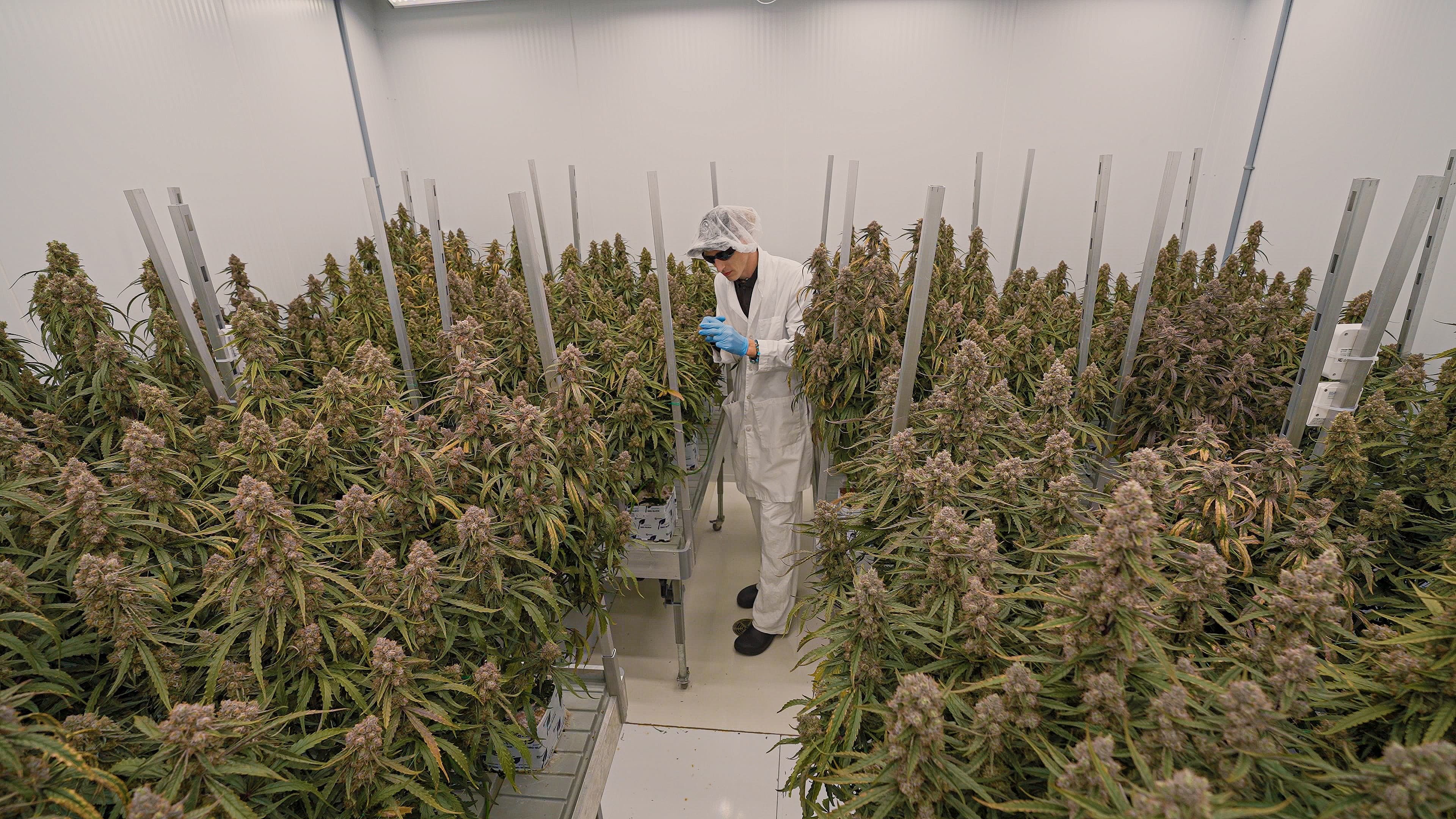 Orion F1 and Medusa F1 Cultivars at CRIC Trial by Royal Queen Seeds