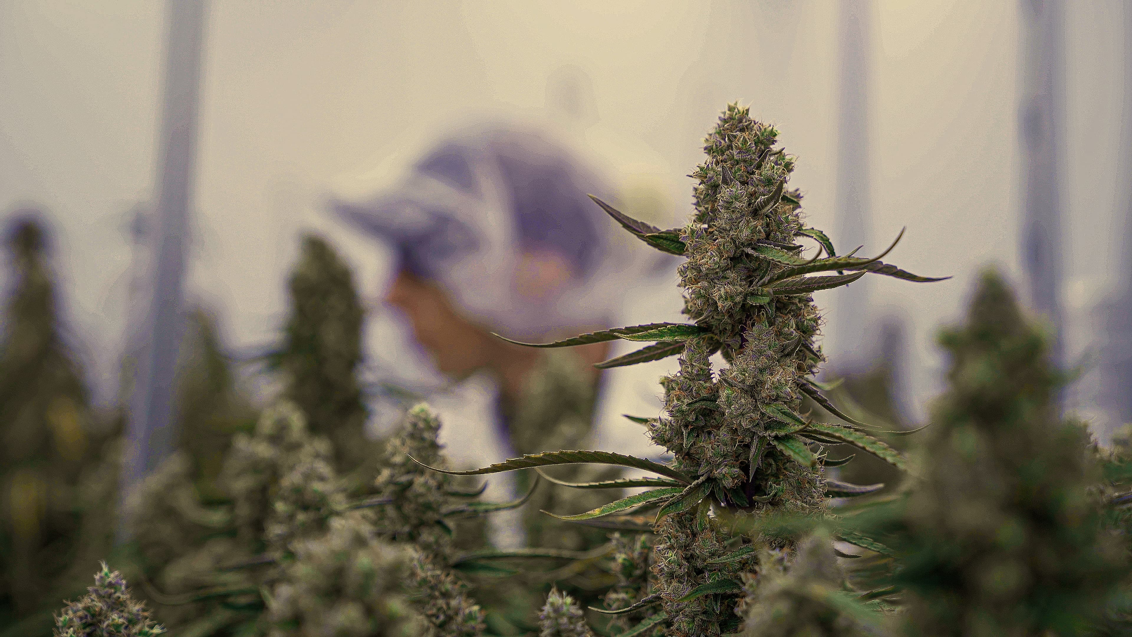 Orion F1 and Medusa F1 Cultivars at CRIC Trial by Royal Queen Seeds