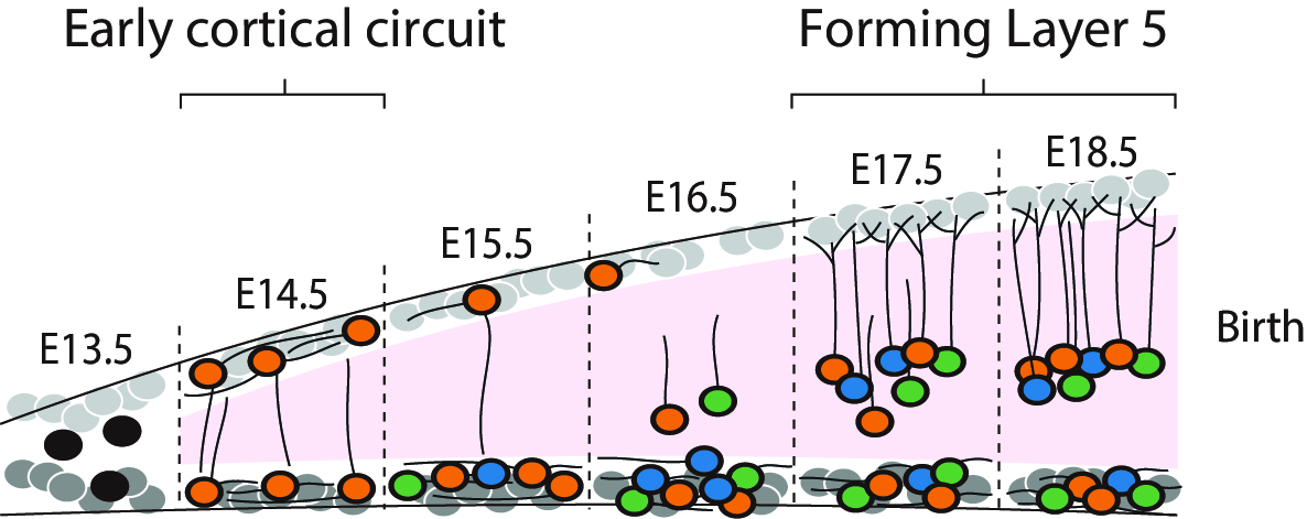 Embryonic Circuit Development