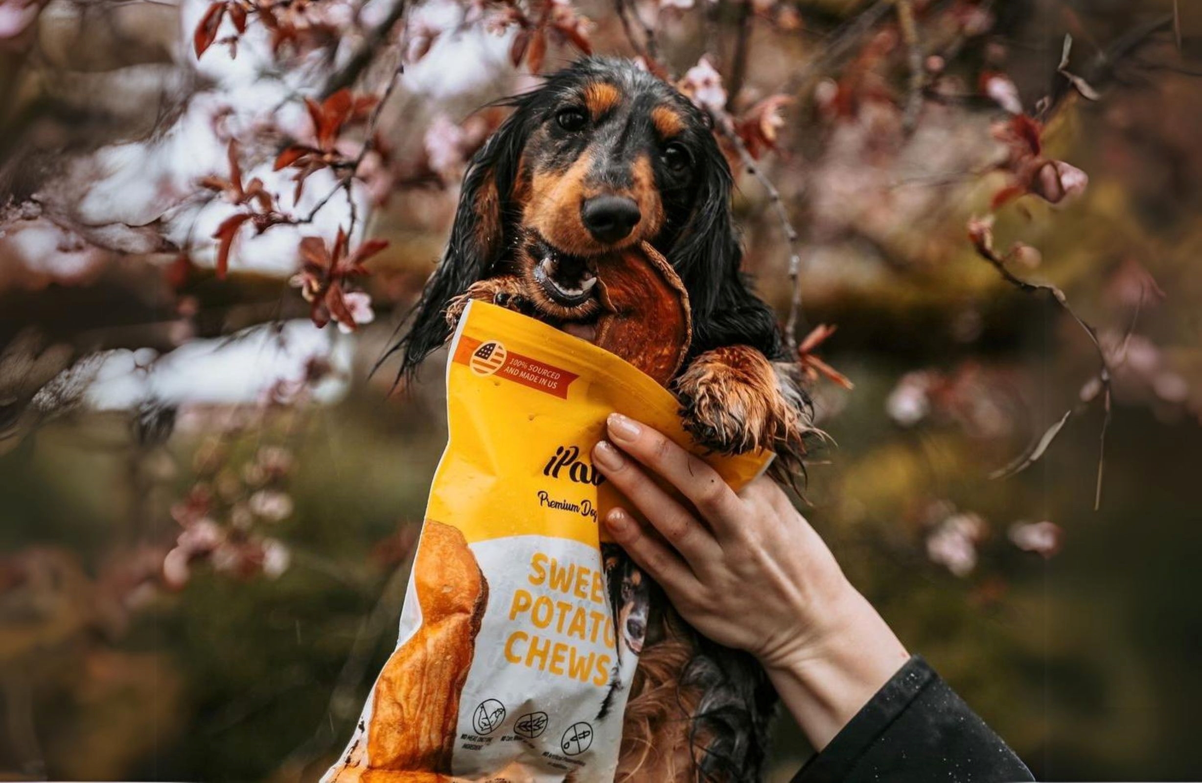 iPaw Upholds Quality and Safety as Top Priorities, Providing Healthy and Delicious Pet Food to Ensure Every Pet Lives a Happy and Joyful Life. (Photography: SHINEON TRADING CO., LTD.)