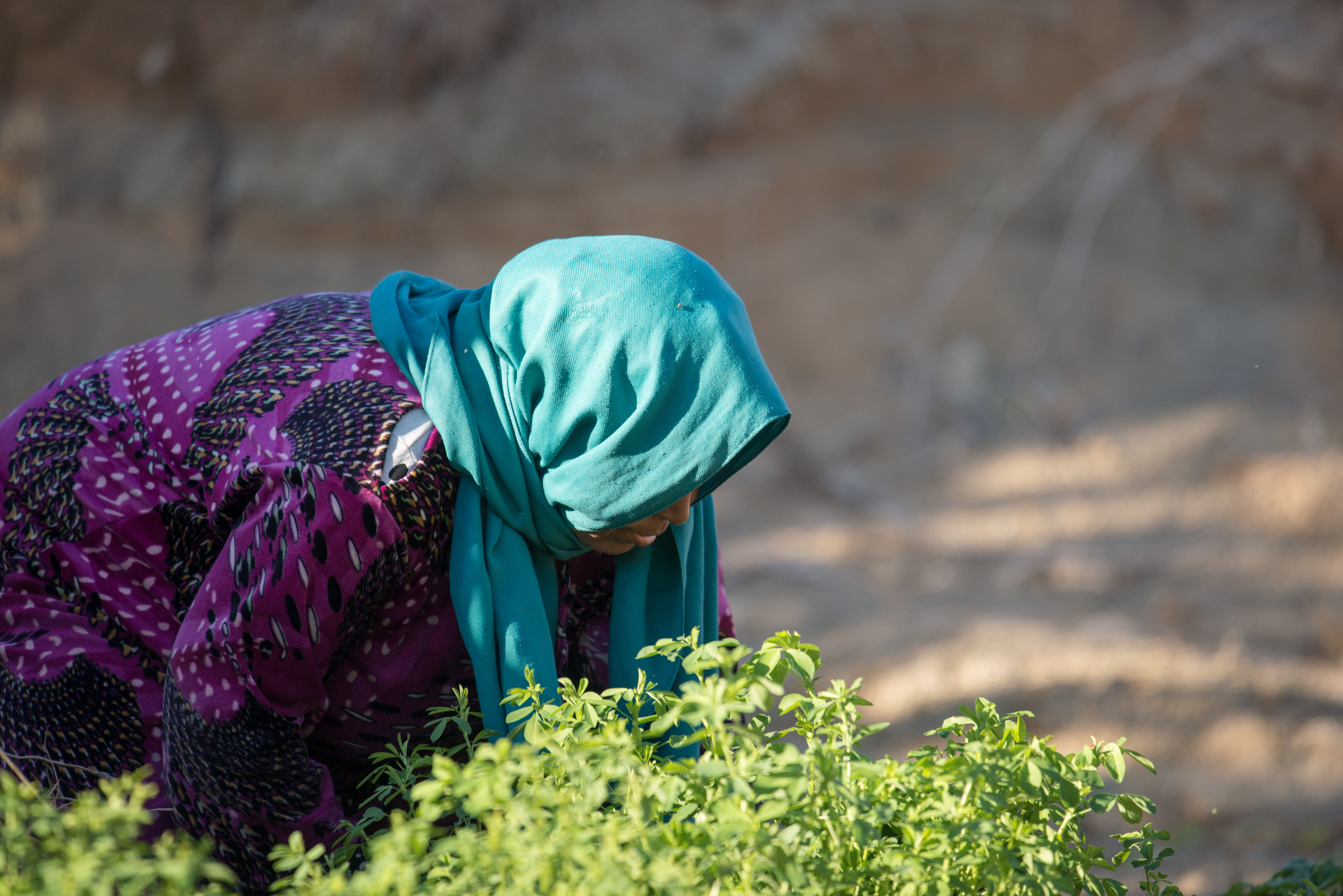 Oxfam CNH project in Tunisia_woman_in_field