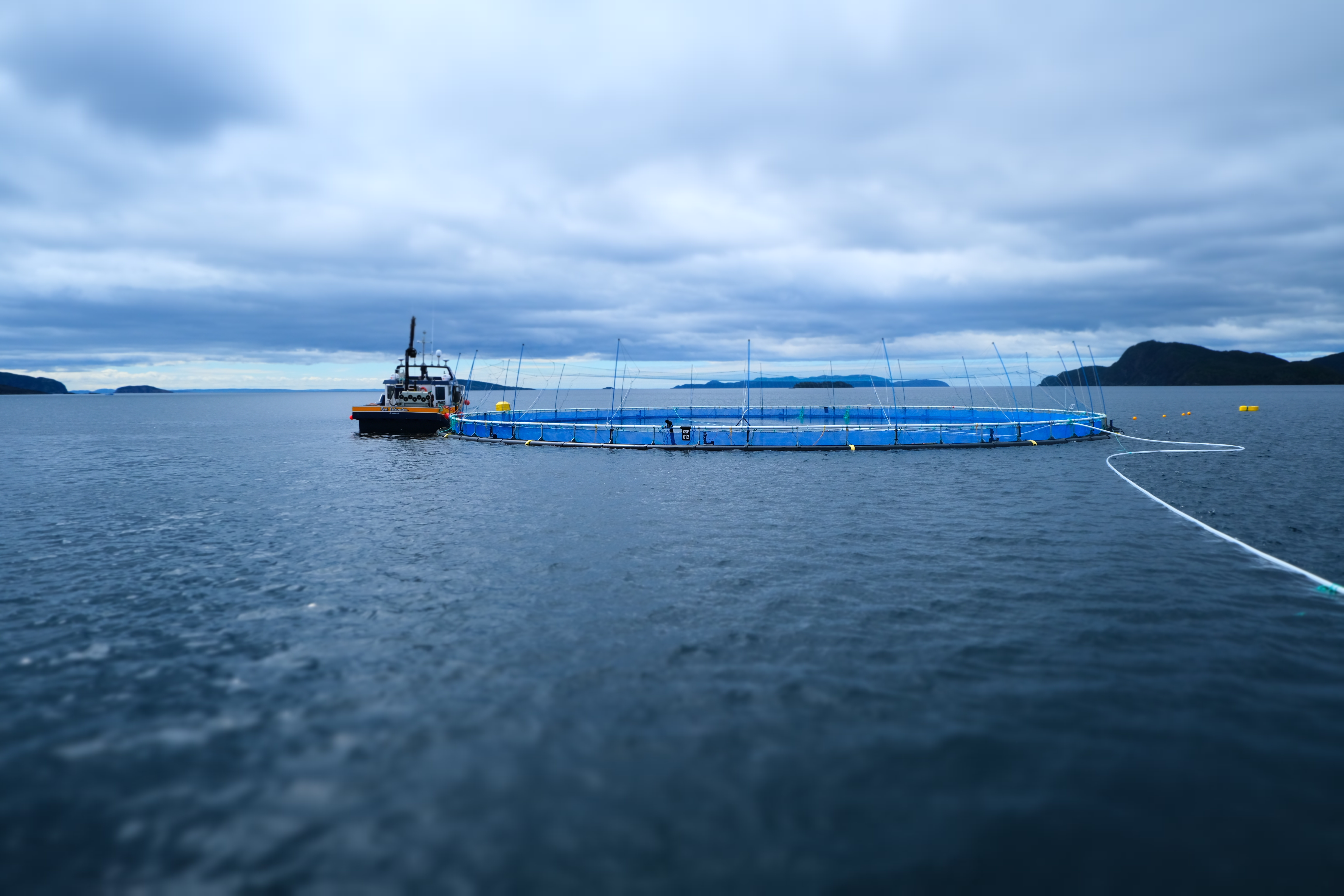 Salmon farm Placentia Bay