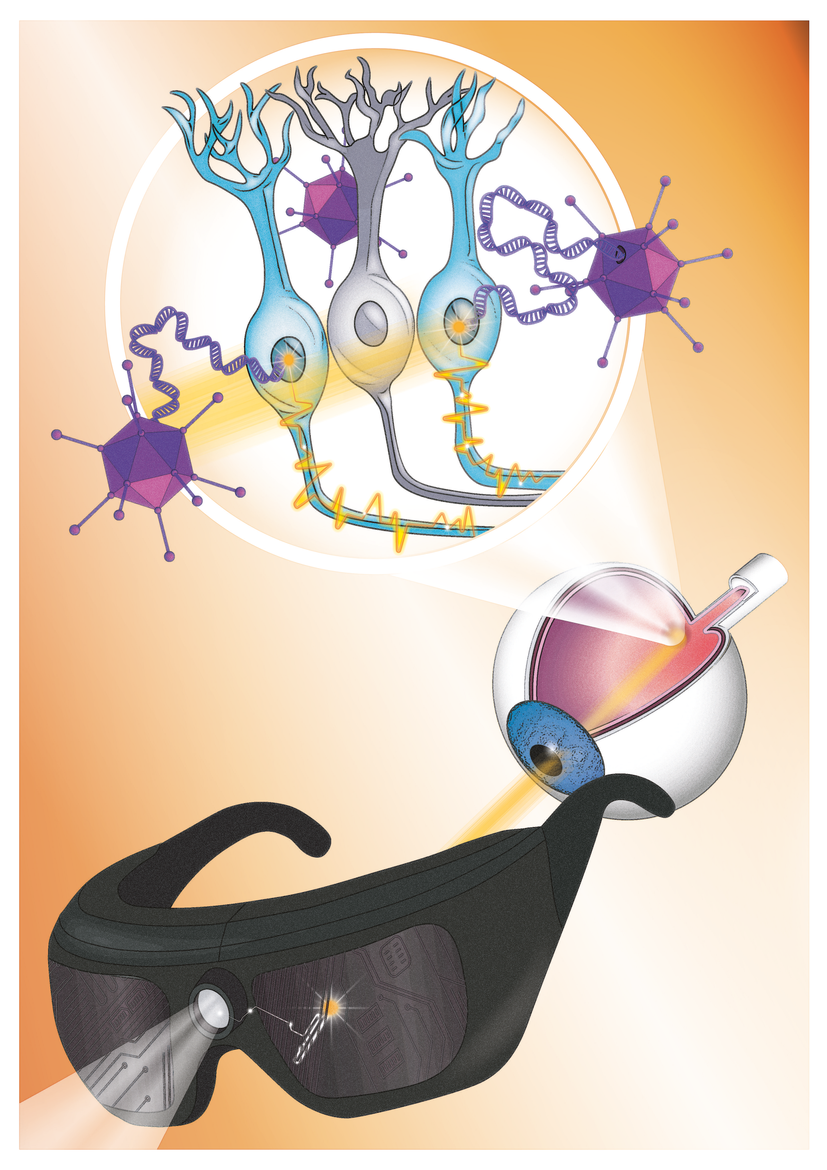 Optogenetic illustration1