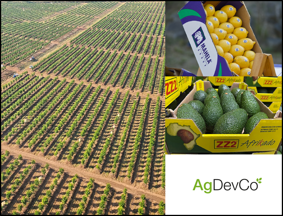 AgDevCo partners with Mahela and ZZ2 to further develop the Skutwater avocado and citrus farming operations at Weipe, Limpopo, South Africa.