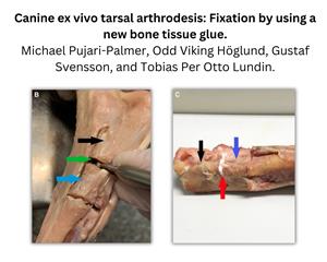 Canine ex vivo tarsal arthrodesis: fixation by using a new bone tissue glue