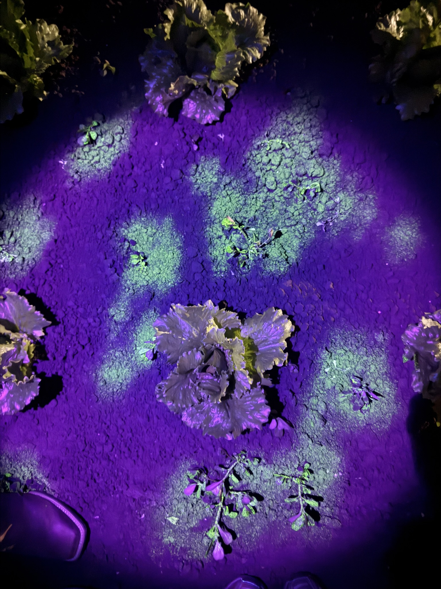 crop_identification_non-selective_contact_herbicides