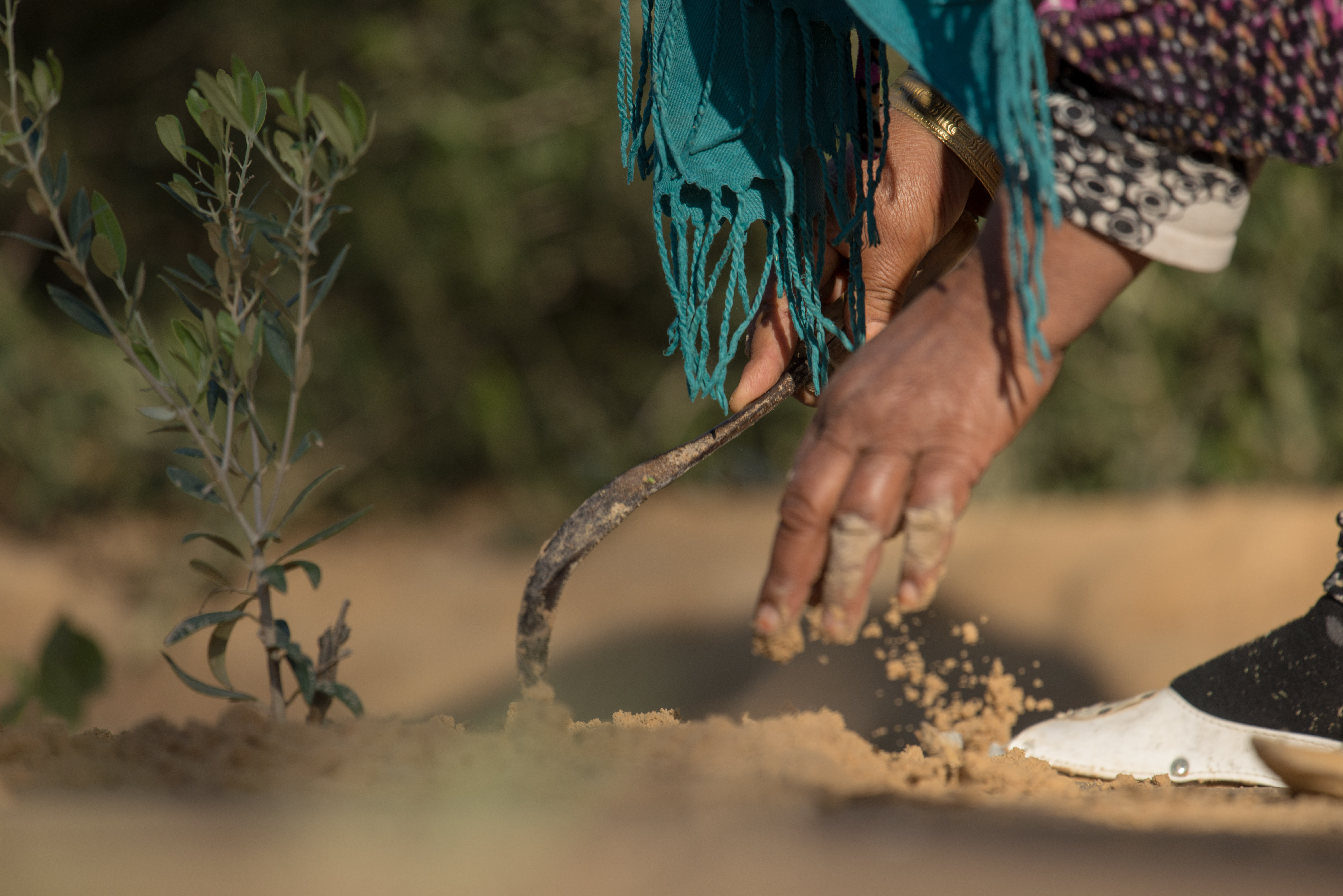 Hand planting crops in field