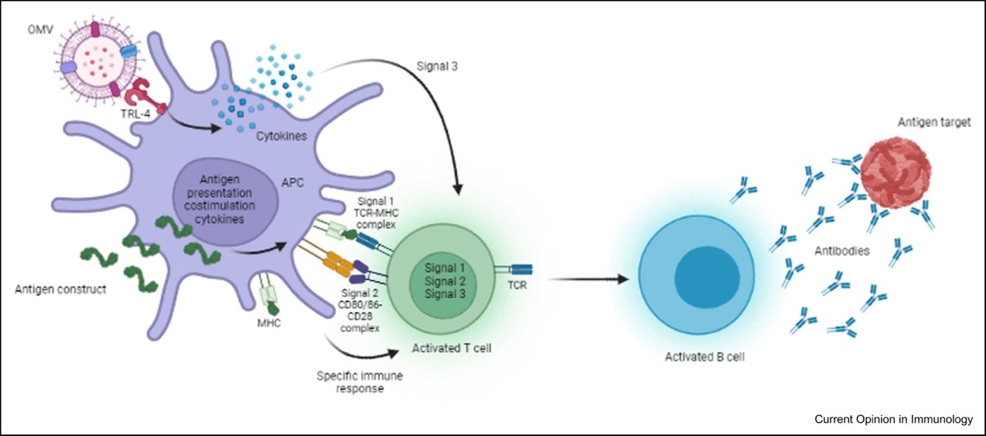 OMV vaccine intranasal