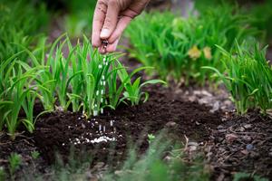 EU Phosphorus Index: EU imports phosphorus worth close to €900 million from Russia