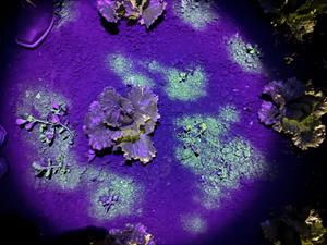 Ecorobotix Showcases World-First AI Capability for Safe, Targeted Use of Non-Selective Contact Herbicides at Agritechnica