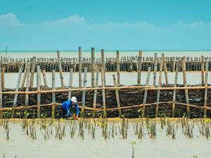 construction-work-with-mangrove.jpg